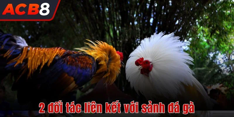 Đá Gà 2 2 đối tác liên kết với sảnh đá gà