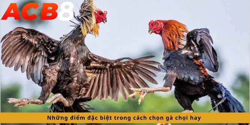 Cách Chọn Gà Chọi Hay 2 Những điểm đặc biệt