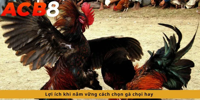 Cách Chọn Gà Chọi Hay 3 Lợi ích khi nắm vững cách chọn