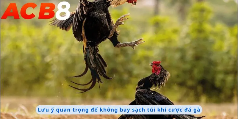 Đá Gà AOG 3 Lưu ý quan trọng