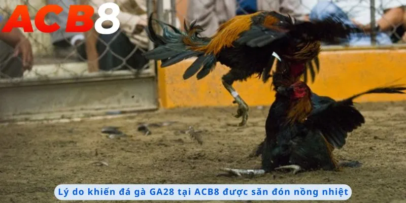 Đá Gà GA28 3 Lý do được săn đón nồng nhiệt