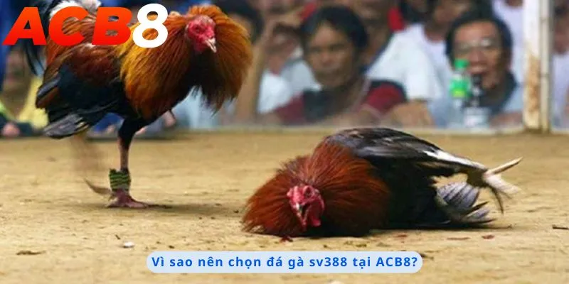 Đá Gà Sv388 2 Lý do nên chọn