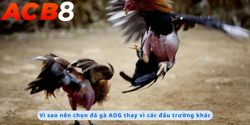 Đá Gà AOG 2 Lý do nên chọn đá gà AOG