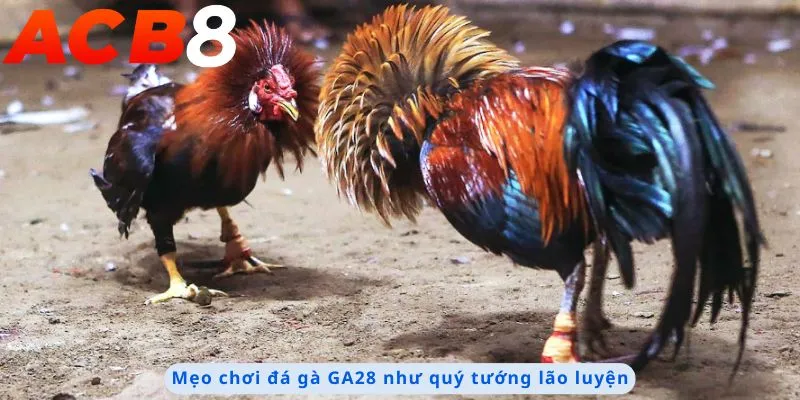 Đá Gà GA28 2 Mẹo chơi đá gà GA28 lão luyện