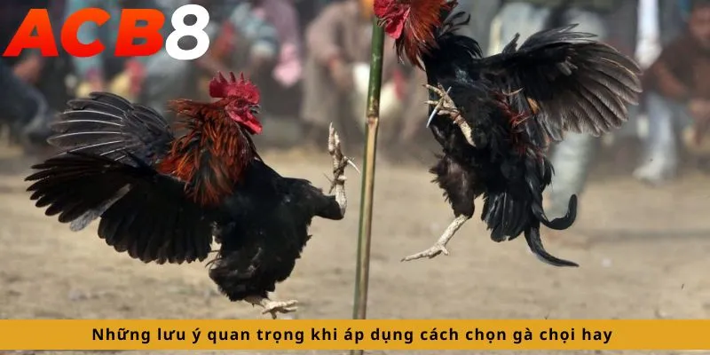 Cách Chọn Gà Chọi Hay 4 Những lưu ý quan trọng