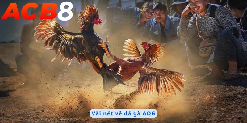 Đá Gà AOG 1 Vài nét về đá gà AOG